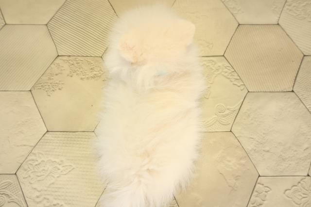 愛知県のポメラニアン (Coo&RIKU東海店/2026年2月1日生まれ/男の子/クリーム)の子犬の4枚目の画像