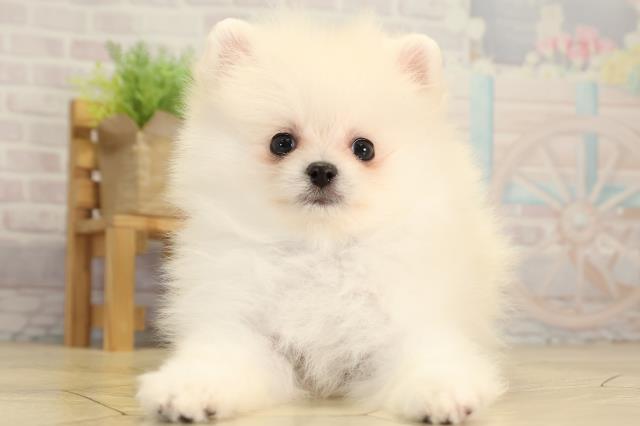 愛知県のポメラニアン (Coo&RIKU瀬港線守山店/2026年2月1日生まれ/男の子/クリーム)の子犬