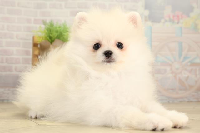 愛知県のポメラニアン (Coo&RIKU瀬港線守山店/2026年2月1日生まれ/男の子/クリーム)の子犬の2枚目の画像