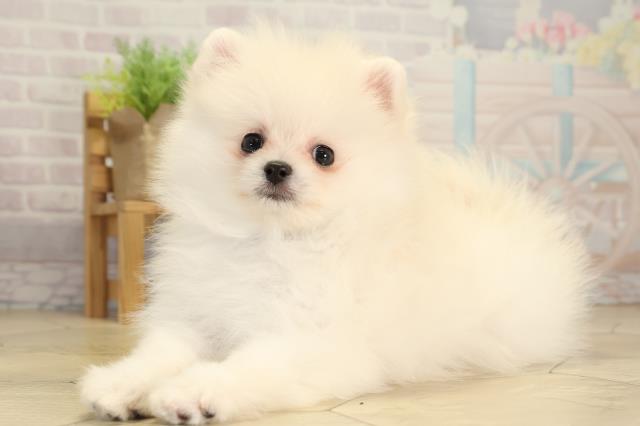 愛知県のポメラニアン (Coo&RIKU瀬港線守山店/2026年2月1日生まれ/男の子/クリーム)の子犬の3枚目の画像