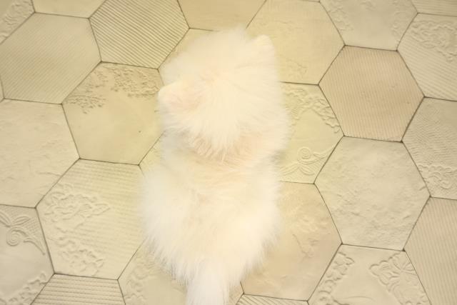 愛知県のポメラニアン (Coo&RIKU瀬港線守山店/2026年2月1日生まれ/男の子/クリーム)の子犬の4枚目の画像