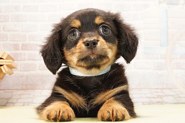 愛知県のチワックス(チワワ×ダックス) (Coo&RIKU東海店/2026年1月30日生まれ/男の子/ブラックタン)の子犬の1枚目の画像