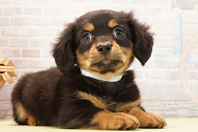 愛知県のチワックス(チワワ×ダックス) (Coo&RIKU東海店/2026年1月30日生まれ/男の子/ブラックタン)の子犬の2枚目の画像