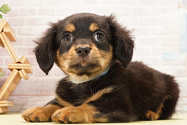 愛知県のチワックス(チワワ×ダックス) (Coo&RIKU東海店/2026年1月30日生まれ/男の子/ブラックタン)の子犬の3枚目の画像