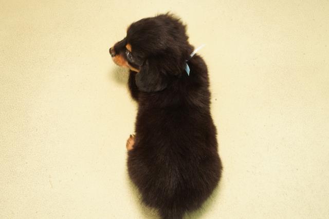 愛知県のチワックス(チワワ×ダックス) (Coo&RIKU東海店/2026年1月30日生まれ/男の子/ブラックタン)の子犬の4枚目の画像