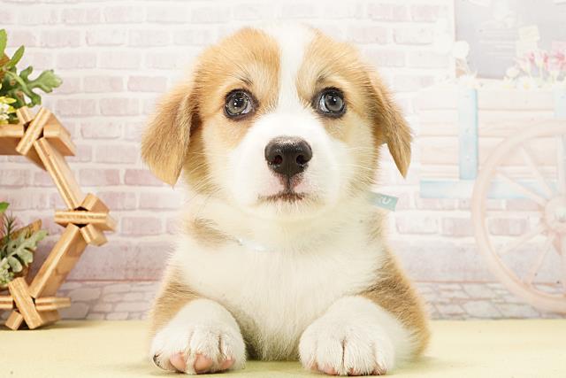 愛知県のウェルシュコーギーペンブローク (Coo&RIKU岡崎店/2026年2月1日生まれ/男の子/セーブルホワイト)の子犬の1枚目の画像