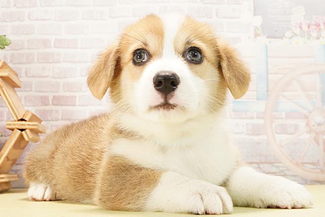 愛知県のウェルシュコーギーペンブローク (Coo&RIKU岡崎店/2026年2月1日生まれ/男の子/セーブルホワイト)の子犬の2枚目の画像