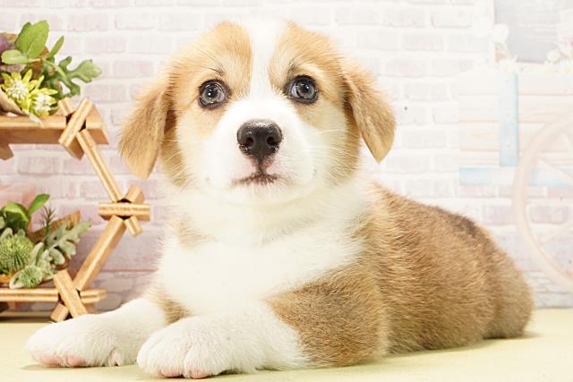 愛知県のウェルシュコーギーペンブローク (Coo&RIKU岡崎店/2026年2月1日生まれ/男の子/セーブルホワイト)の子犬の3枚目の画像