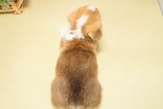 愛知県のウェルシュコーギーペンブローク (Coo&RIKU岡崎店/2026年2月1日生まれ/男の子/セーブルホワイト)の子犬の4枚目の画像