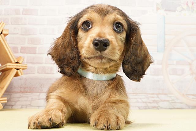 愛知県のミニチュアダックスフンド(ロング) (Coo&RIKU名古屋中川店/2026年1月30日生まれ/男の子/シェーデットイエロー)の子犬の1枚目の画像