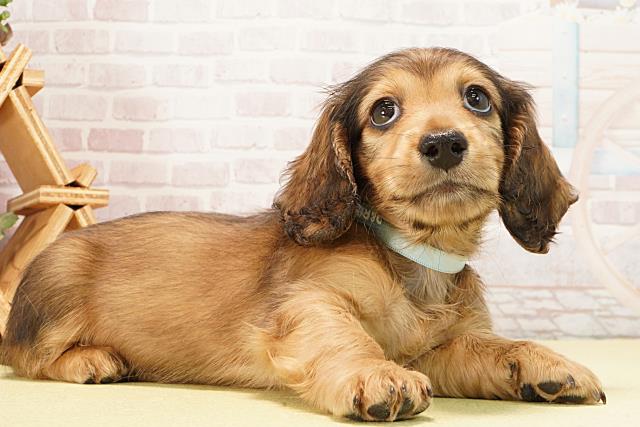 愛知県のミニチュアダックスフンド(ロング) (Coo&RIKU名古屋中川店/2026年1月30日生まれ/男の子/シェーデットイエロー)の子犬の2枚目の画像