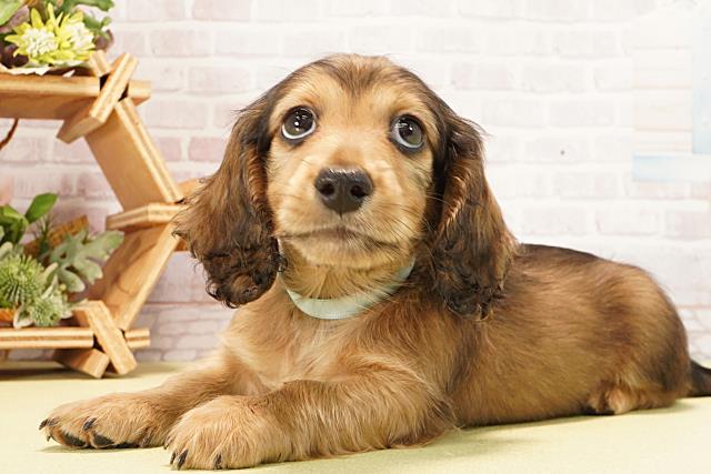 愛知県のミニチュアダックスフンド(ロング) (Coo&RIKU名古屋中川店/2026年1月30日生まれ/男の子/シェーデットイエロー)の子犬の3枚目の画像