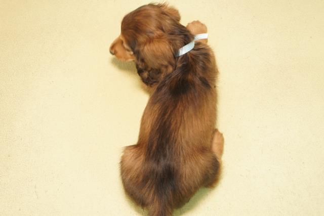 愛知県のミニチュアダックスフンド(ロング) (Coo&RIKU名古屋中川店/2026年1月30日生まれ/男の子/シェーデットイエロー)の子犬の4枚目の画像