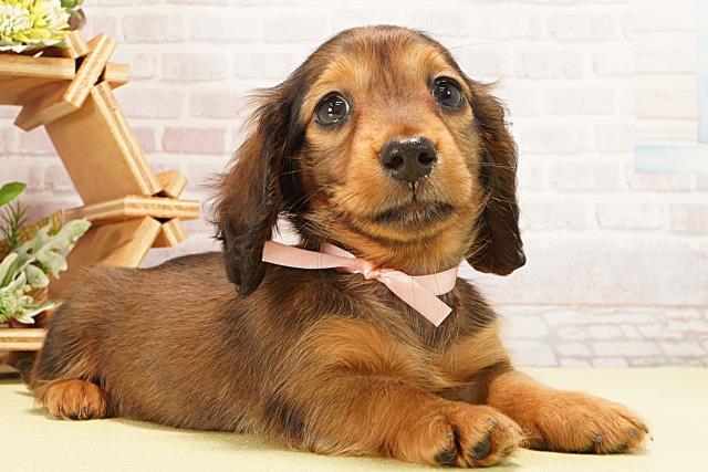 愛知県のミニチュアダックスフンド(ロング) (Coo&RIKU瀬港線守山店/2026年2月1日生まれ/女の子/レッド)の子犬の2枚目の画像