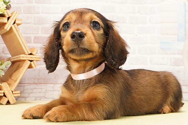 愛知県のミニチュアダックスフンド(ロング) (Coo&RIKU瀬港線守山店/2026年2月1日生まれ/女の子/レッド)の子犬の3枚目の画像