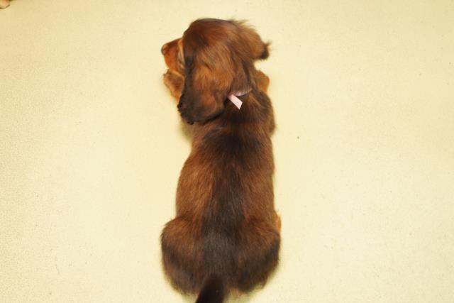 愛知県のミニチュアダックスフンド(ロング) (Coo&RIKU瀬港線守山店/2026年2月1日生まれ/女の子/レッド)の子犬の4枚目の画像