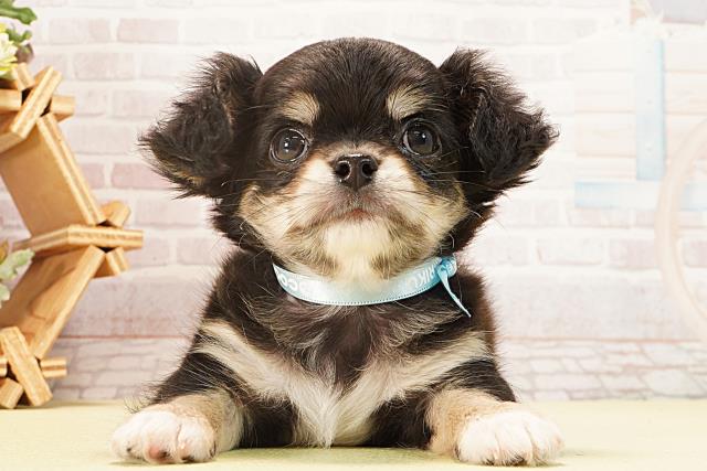 チワワ（ロングコート）