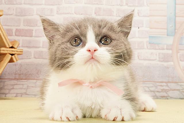 三重県のブリティッシュショートヘアー (Coo&RIKU津高茶屋店/2026年1月29日生まれ/女の子/ブルーホワイト)の子猫の1枚目の画像
