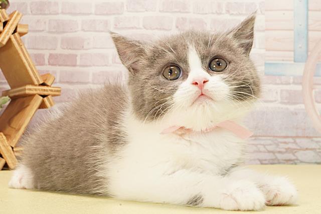 三重県のブリティッシュショートヘアー (Coo&RIKU津高茶屋店/2026年1月29日生まれ/女の子/ブルーホワイト)の子猫の2枚目の画像
