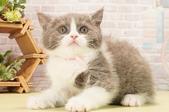 三重県のブリティッシュショートヘアー (Coo&RIKU津高茶屋店/2026年1月29日生まれ/女の子/ブルーホワイト)の子猫の3枚目の画像