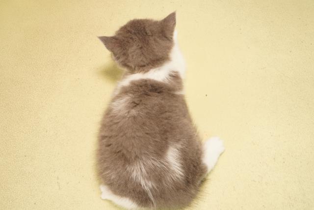 三重県のブリティッシュショートヘアー (Coo&RIKU津高茶屋店/2026年1月29日生まれ/女の子/ブルーホワイト)の子猫の4枚目の画像