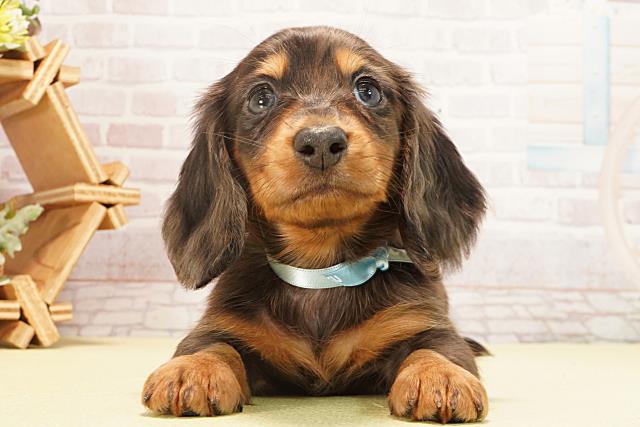 愛知県のミニチュアダックスフンド(ロング) (Coo&RIKU半田店/2026年2月1日生まれ/男の子/シルバーダップル)の子犬の1枚目の画像