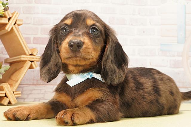 愛知県のミニチュアダックスフンド(ロング) (Coo&RIKU半田店/2026年2月1日生まれ/男の子/シルバーダップル)の子犬の3枚目の画像