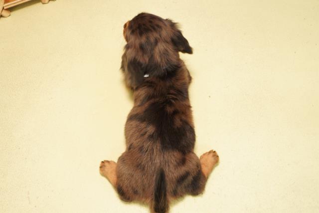 愛知県のミニチュアダックスフンド(ロング) (Coo&RIKU半田店/2026年2月1日生まれ/男の子/シルバーダップル)の子犬の4枚目の画像