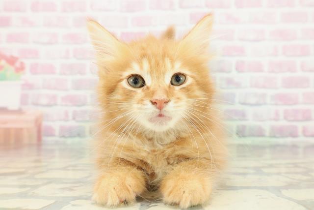 東京都のメインクーン (Coo&RIKU赤坂店/2026年1月31日生まれ/男の子/レッドタビー)の子猫