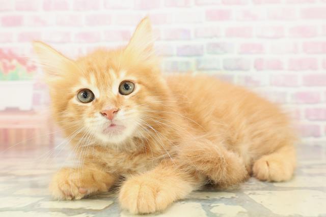 東京都のメインクーン (Coo&RIKU赤坂店/2026年1月31日生まれ/男の子/レッドタビー)の子猫の2枚目の画像