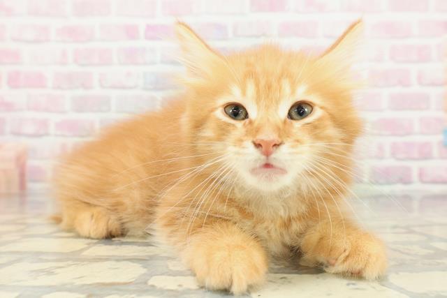 東京都のメインクーン (Coo&RIKU赤坂店/2026年1月31日生まれ/男の子/レッドタビー)の子猫の3枚目の画像