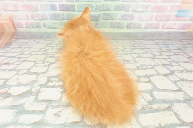 東京都のメインクーン (Coo&RIKU赤坂店/2026年1月31日生まれ/男の子/レッドタビー)の子猫の4枚目の画像