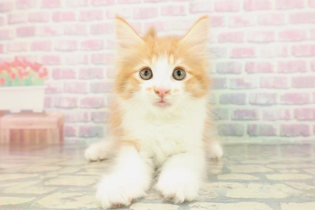 東京都のメインクーン (Coo&RIKU浅草店/2026年1月31日生まれ/男の子/レッドタビーホワイト)の子猫