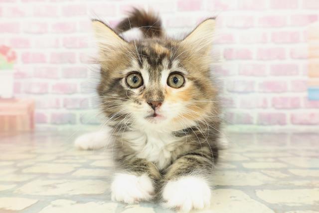 東京都のメインクーン (Coo&RIKU武蔵小山店/2026年1月31日生まれ/女の子/ブラウンパッチドタビーホワイト)の子猫の1枚目の画像