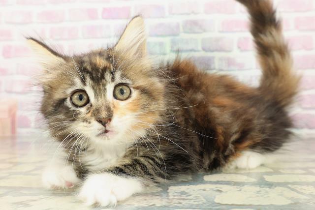 東京都のメインクーン (Coo&RIKU武蔵小山店/2026年1月31日生まれ/女の子/ブラウンパッチドタビーホワイト)の子猫の2枚目の画像