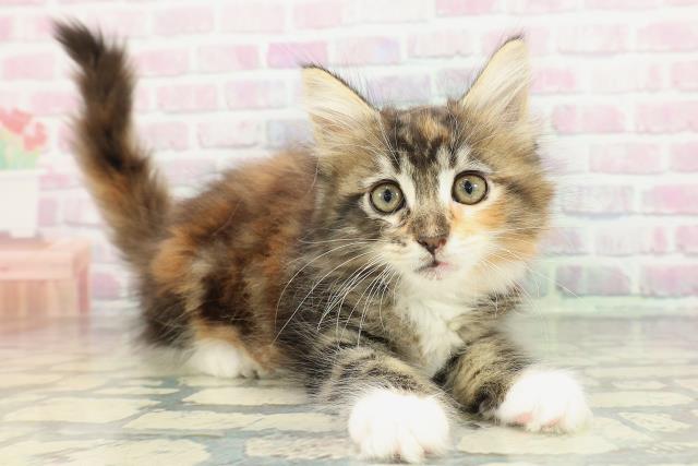 東京都のメインクーン (Coo&RIKU武蔵小山店/2026年1月31日生まれ/女の子/ブラウンパッチドタビーホワイト)の子猫の3枚目の画像