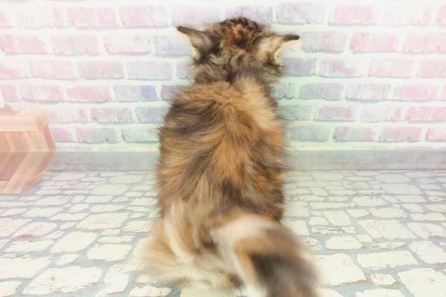 東京都のメインクーン (Coo&RIKU武蔵小山店/2026年1月31日生まれ/女の子/ブラウンパッチドタビーホワイト)の子猫の4枚目の画像