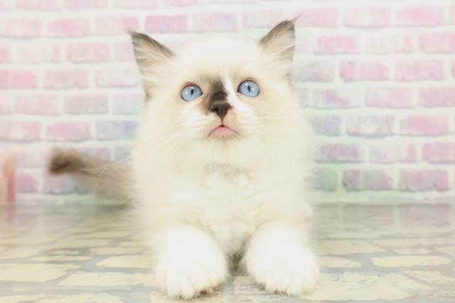 東京都のラグドール (Coo&RIKU赤坂店/2026年1月31日生まれ/男の子/シールポイントバイカラー)の子猫