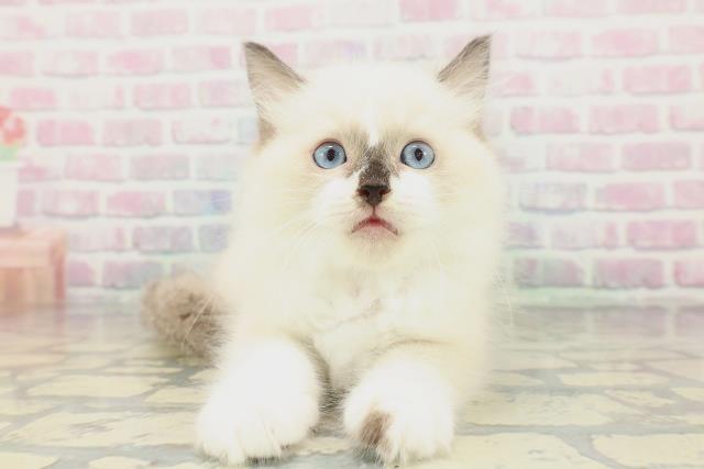 東京都のラグドール (Coo&RIKU中野サンモール店/2026年1月31日生まれ/男の子/シールポイントバイカラー)の子猫の1枚目の画像