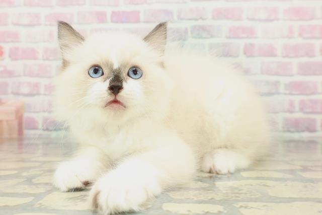 東京都のラグドール (Coo&RIKU中野サンモール店/2026年1月31日生まれ/男の子/シールポイントバイカラー)の子猫の2枚目の画像