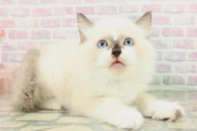 東京都のラグドール (Coo&RIKU中野サンモール店/2026年1月31日生まれ/男の子/シールポイントバイカラー)の子猫の3枚目の画像