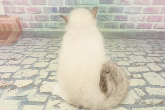 東京都のラグドール (Coo&RIKU中野サンモール店/2026年1月31日生まれ/男の子/シールポイントバイカラー)の子猫の4枚目の画像