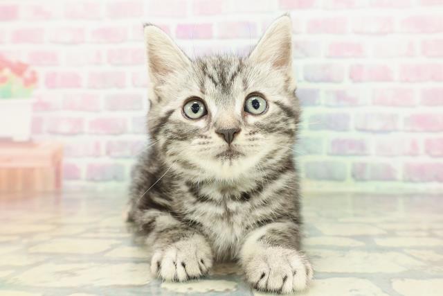 東京都のアメリカンショートヘアー (Coo&RIKU広尾店/2026年2月1日生まれ/男の子/シルバータビー)の子猫の1枚目の画像