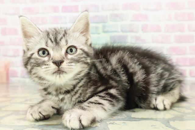 東京都のアメリカンショートヘアー (Coo&RIKU広尾店/2026年2月1日生まれ/男の子/シルバータビー)の子猫の2枚目の画像