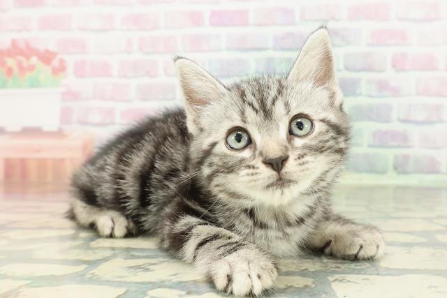 東京都のアメリカンショートヘアー (Coo&RIKU広尾店/2026年2月1日生まれ/男の子/シルバータビー)の子猫の3枚目の画像