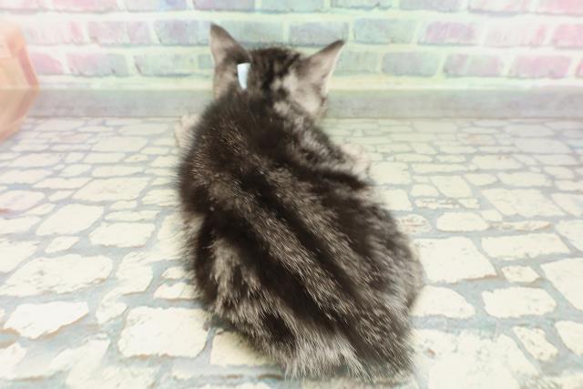 東京都のアメリカンショートヘアー (Coo&RIKU広尾店/2026年2月1日生まれ/男の子/シルバータビー)の子猫の4枚目の画像