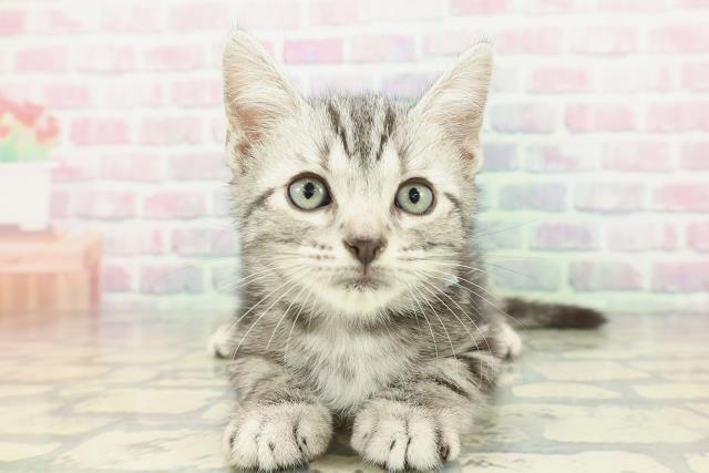 東京都のアメリカンショートヘアー (Coo&RIKUフレスポ住吉店/2026年2月1日生まれ/男の子/シルバータビー)の子猫