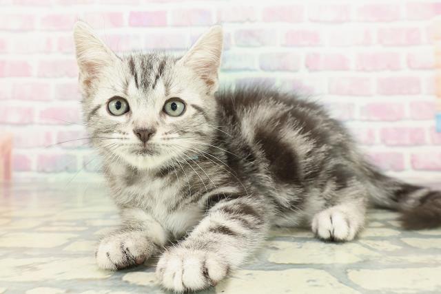 東京都のアメリカンショートヘアー (Coo&RIKUフレスポ住吉店/2026年2月1日生まれ/男の子/シルバータビー)の子猫の2枚目の画像