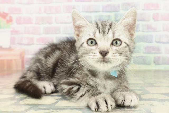 東京都のアメリカンショートヘアー (Coo&RIKUフレスポ住吉店/2026年2月1日生まれ/男の子/シルバータビー)の子猫の3枚目の画像