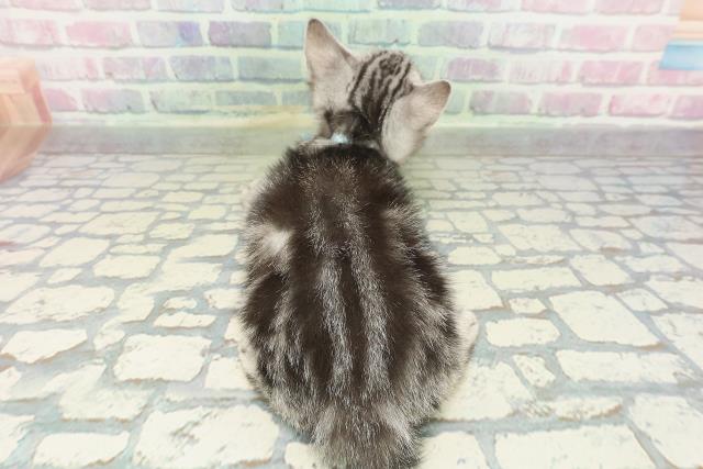 東京都のアメリカンショートヘアー (Coo&RIKUフレスポ住吉店/2026年2月1日生まれ/男の子/シルバータビー)の子猫の4枚目の画像